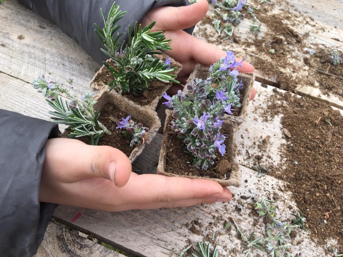 Afinem  l’olfacte al Parc de les Olors